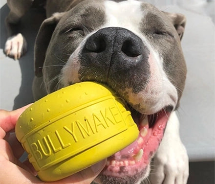 Happy BULLYMAKE dog
