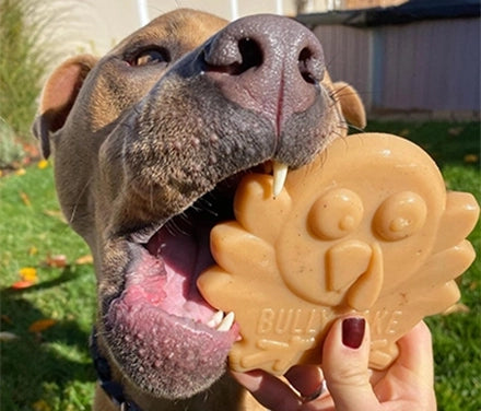 Happy BULLYMAKE dog