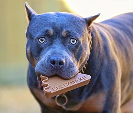 Happy BULLYMAKE dog